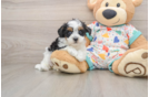Energetic Havadoodle Poodle Mix Puppy