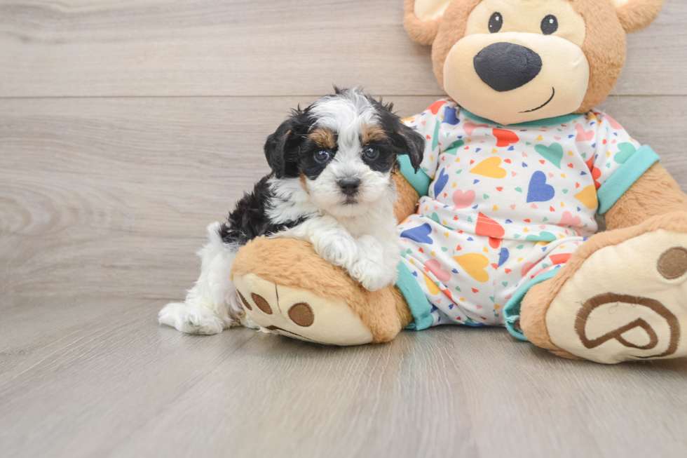 Energetic Havadoodle Poodle Mix Puppy