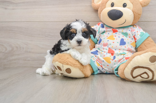Energetic Havadoodle Poodle Mix Puppy