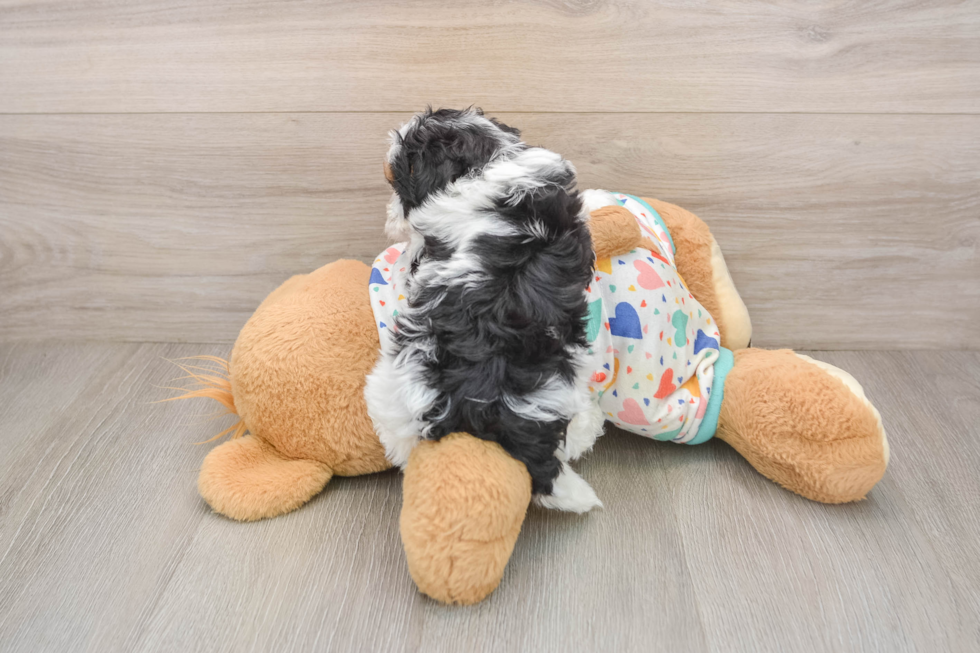 Havapoo Pup Being Cute