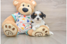 Hypoallergenic Havadoodle Poodle Mix Puppy
