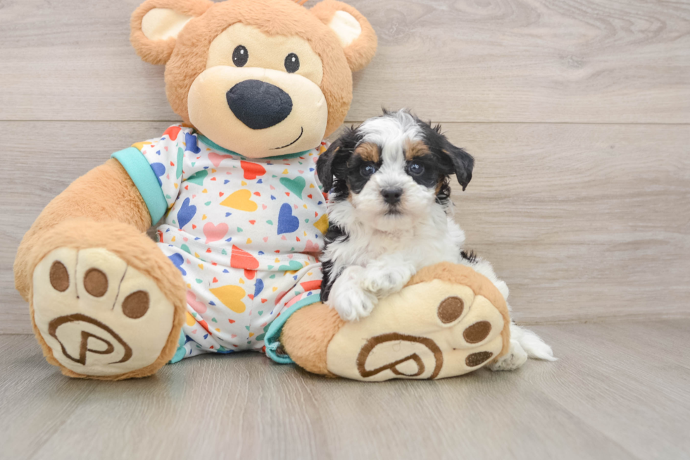 Hypoallergenic Havadoodle Poodle Mix Puppy