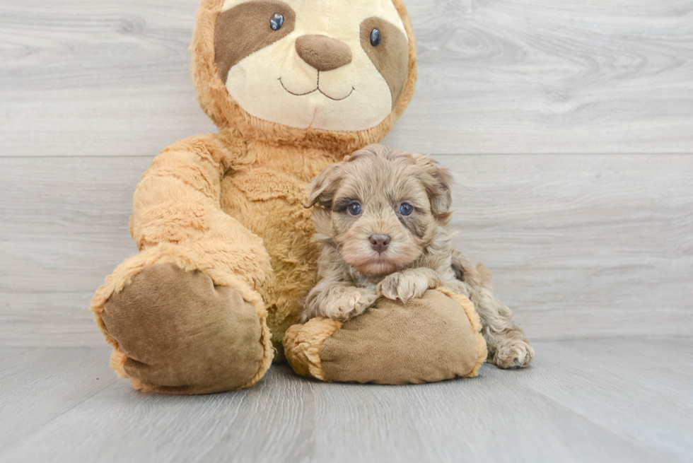 Fluffy Havapoo Poodle Mix Pup