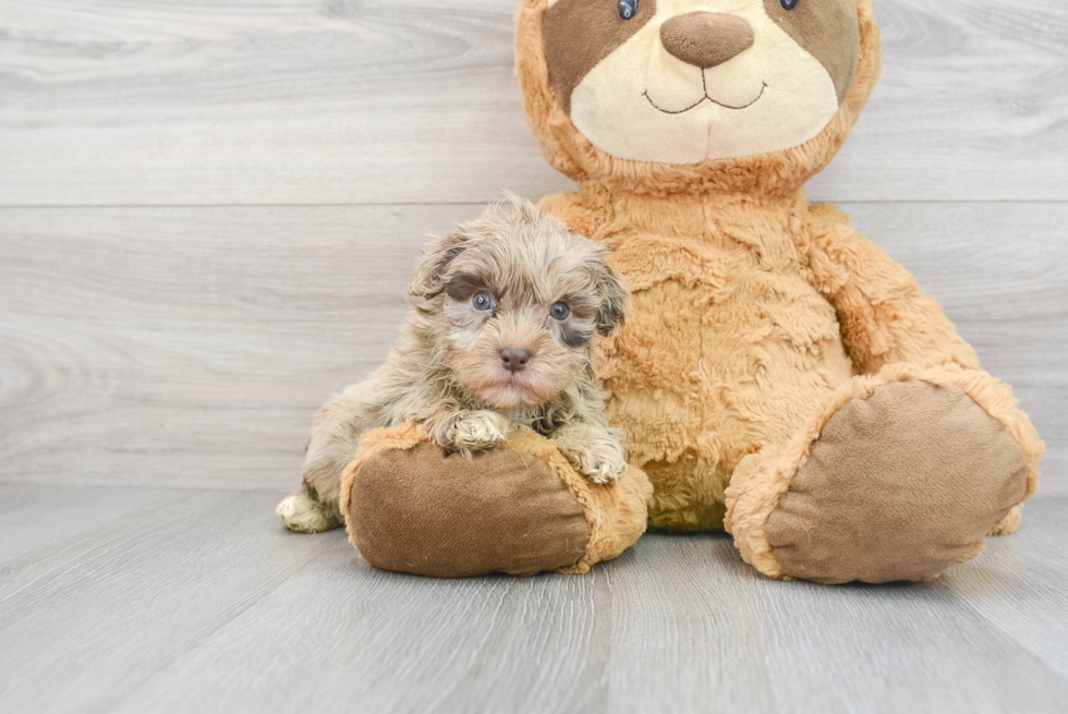 Havapoo Puppy for Adoption