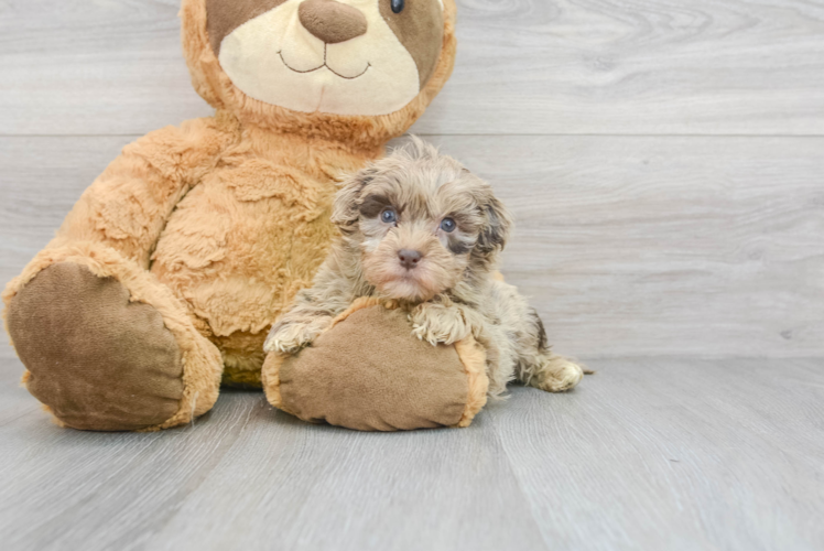 Playful Havadoodle Poodle Mix Puppy