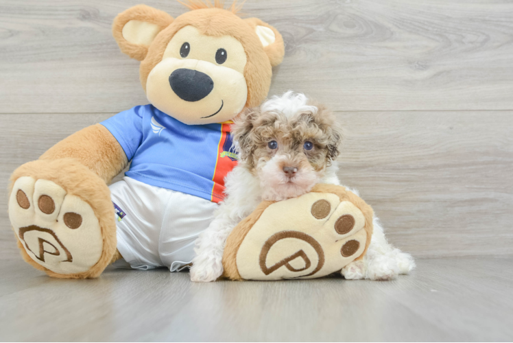 Little Havadoodle Poodle Mix Puppy