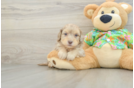Havapoo Puppy for Adoption
