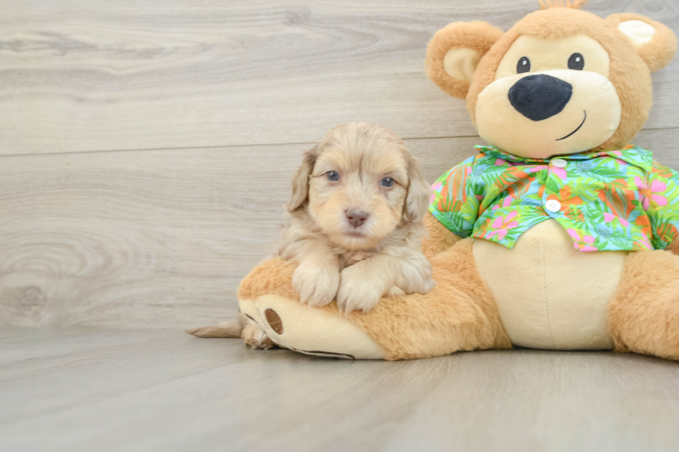 Havapoo Puppy for Adoption