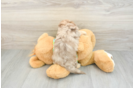 Playful Havadoodle Poodle Mix Puppy