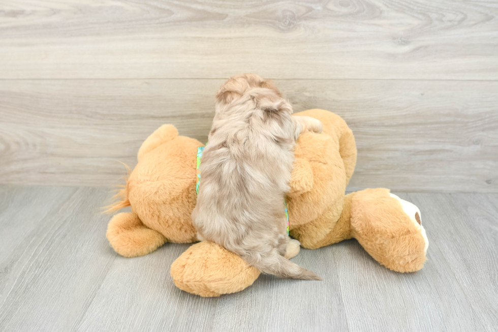 Playful Havadoodle Poodle Mix Puppy