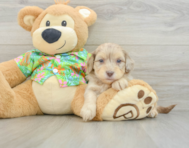 7 week old Havapoo Puppy For Sale - Premier Pups