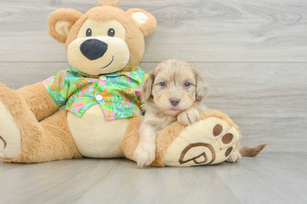 Smart Havapoo Poodle Mix Pup