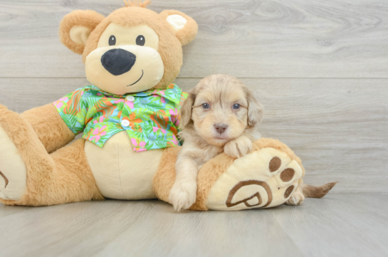 Smart Havapoo Poodle Mix Pup