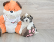 9 week old Havapoo Puppy For Sale - Premier Pups