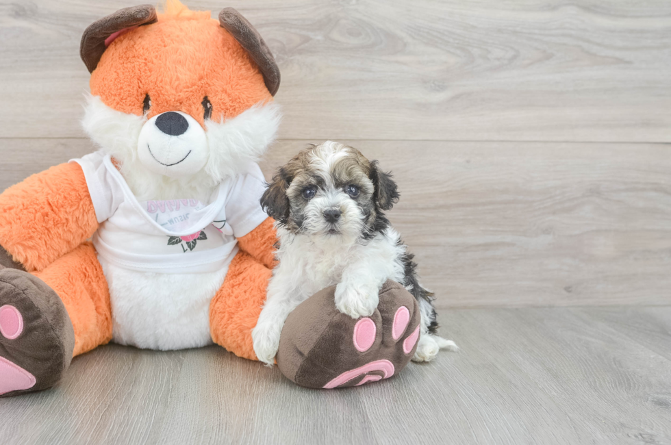 5 week old Havapoo Puppy For Sale - Premier Pups