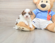 7 week old Havapoo Puppy For Sale - Premier Pups