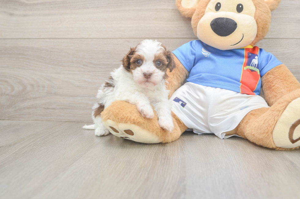 5 week old Havapoo Puppy For Sale - Premier Pups