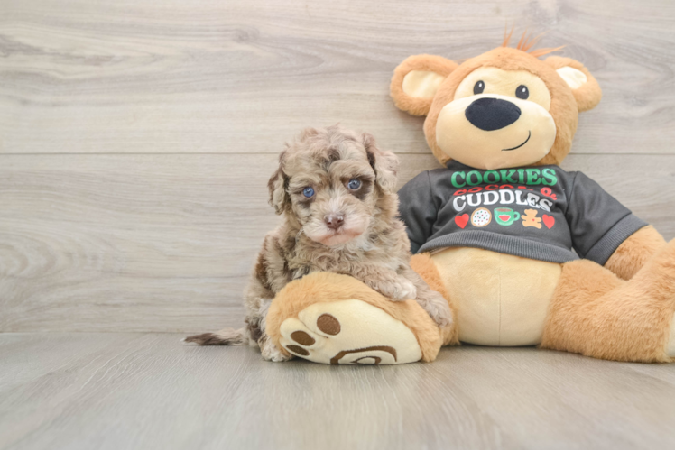 Best Havapoo Baby