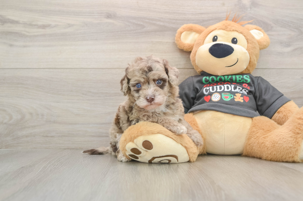 5 week old Havapoo Puppy For Sale - Premier Pups