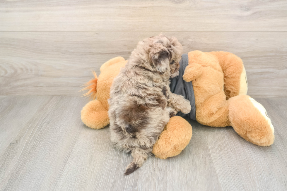 Energetic Havadoodle Poodle Mix Puppy