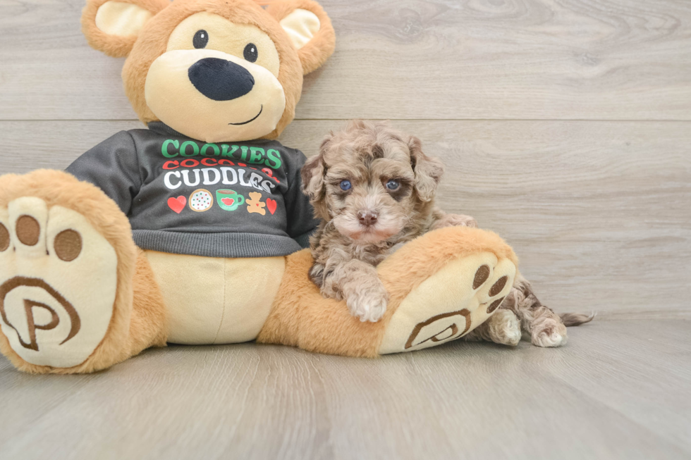 Hypoallergenic Havadoodle Poodle Mix Puppy
