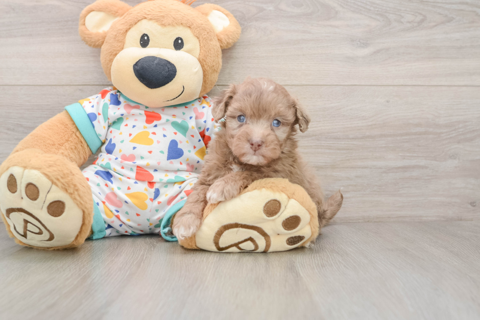 Fluffy Havapoo Poodle Mix Pup