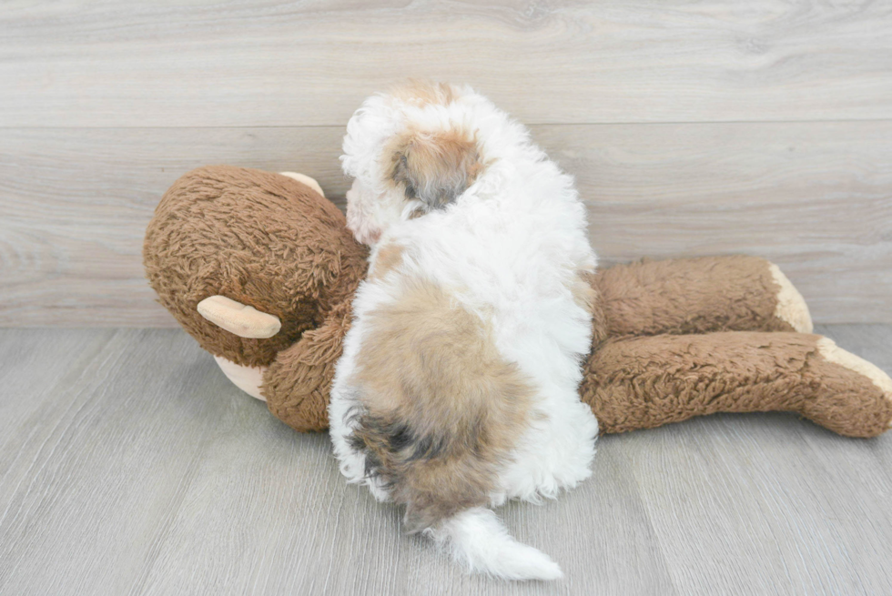 Hypoallergenic Havanese Poodle Mix Puppy