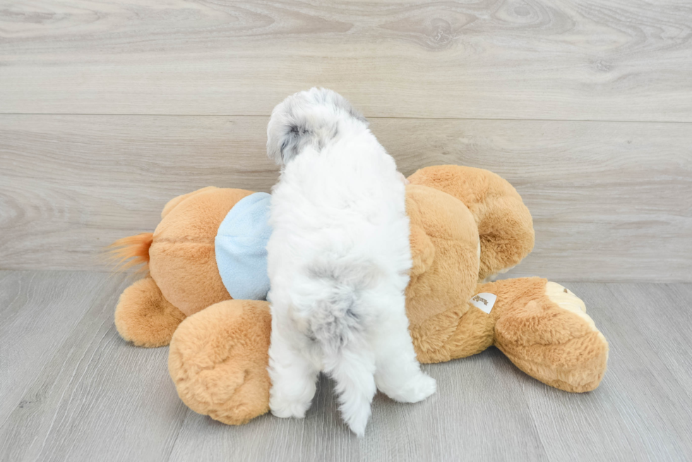 Little Havadoodle Poodle Mix Puppy