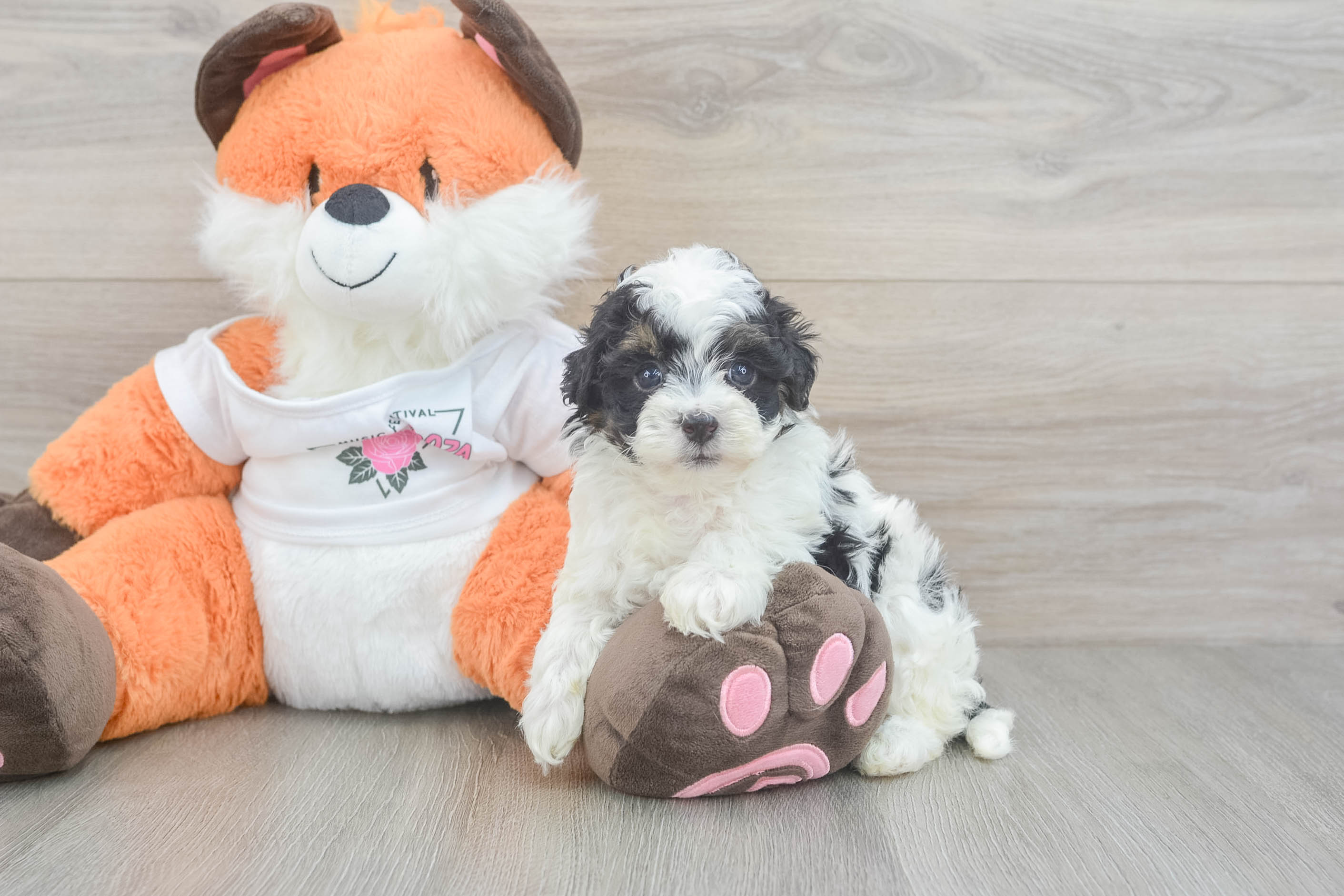 Havapoo Pup Being Cute