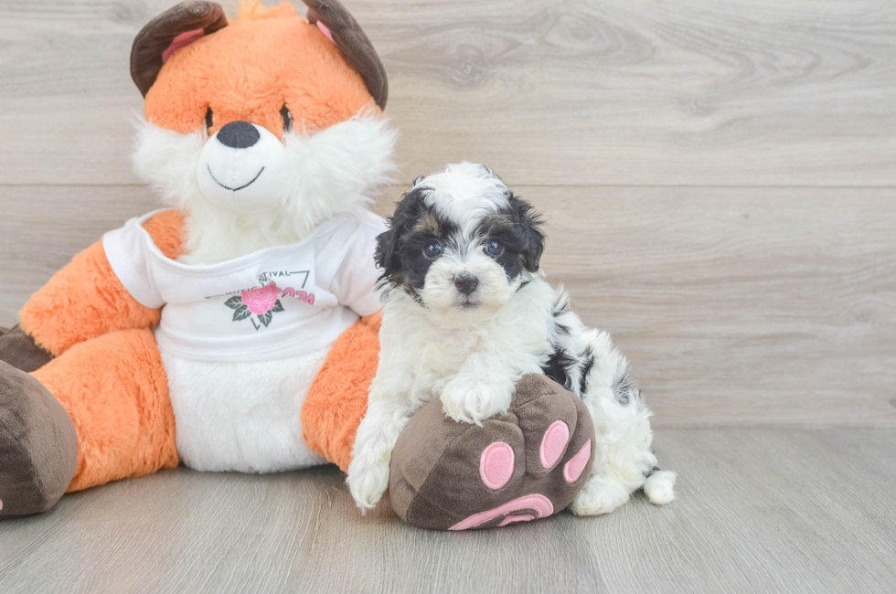 5 week old Havapoo Puppy For Sale - Premier Pups