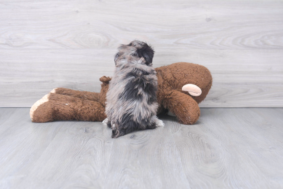 Little Havanese Poodle Mix Puppy