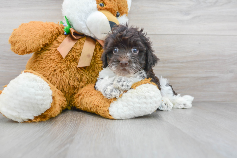 Petite Havapoo Poodle Mix Pup