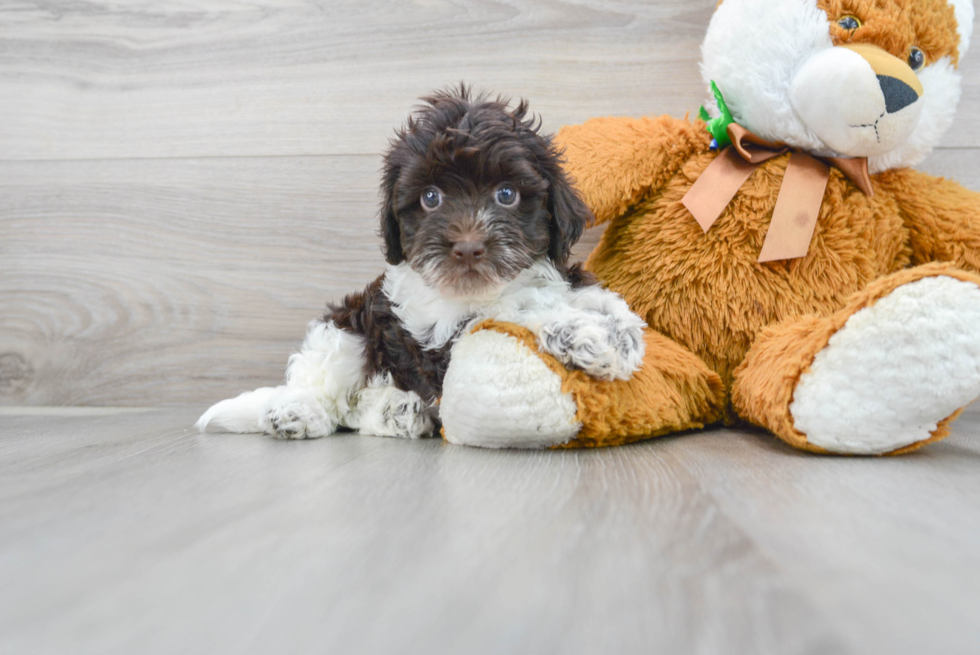 Hypoallergenic Havadoodle Poodle Mix Puppy