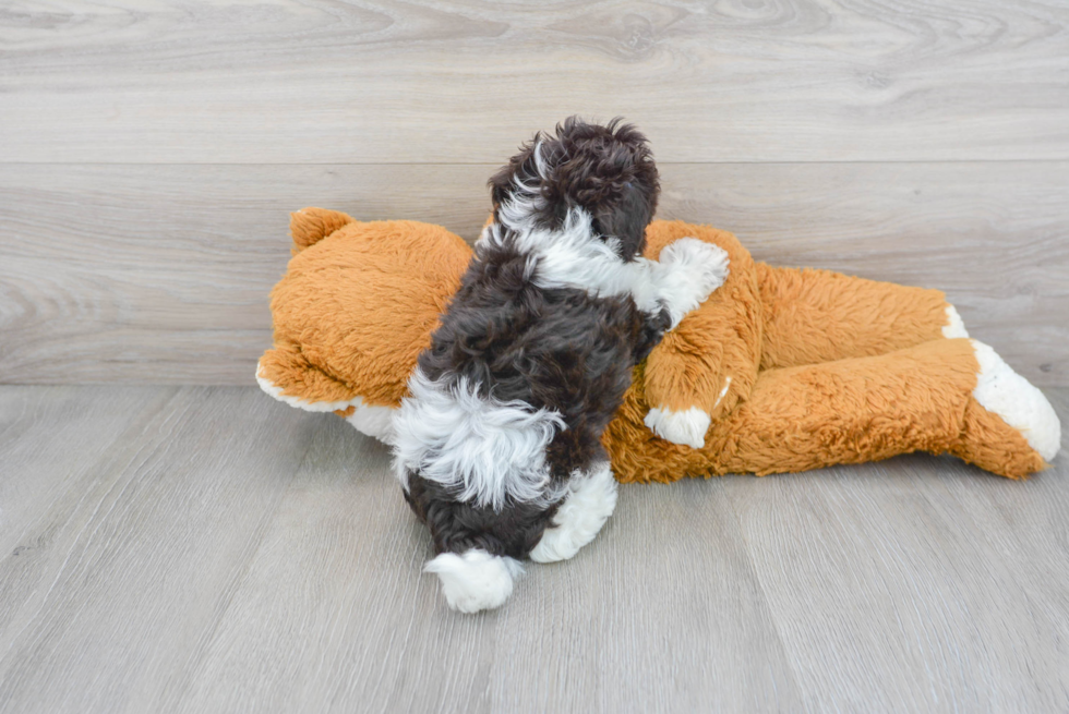 Adorable Havadoodle Poodle Mix Puppy