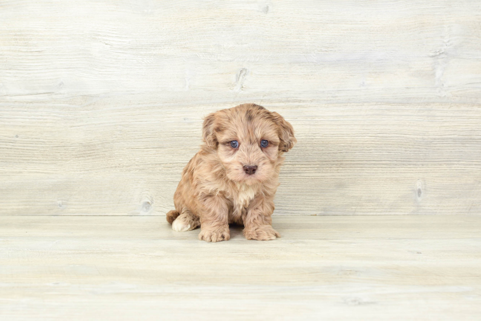 Fluffy Havapoo Poodle Mix Pup