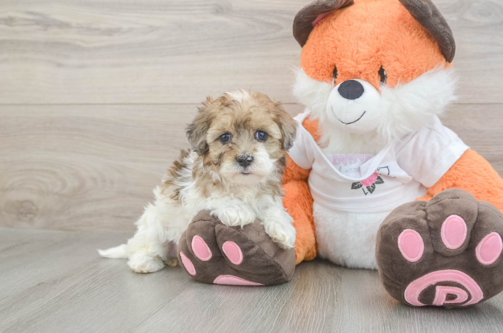 5 week old Havapoo Puppy For Sale - Premier Pups