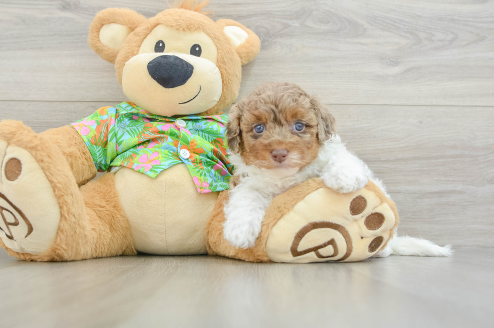 5 week old Havapoo Puppy For Sale - Premier Pups