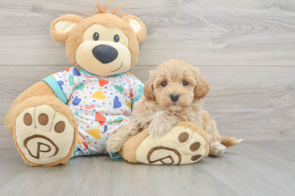 5 week old Havapoo Puppy For Sale - Premier Pups