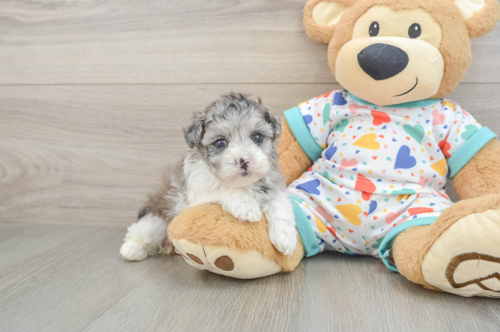 5 week old Havapoo Puppy For Sale - Premier Pups