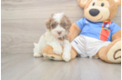 Havapoo Puppy for Adoption