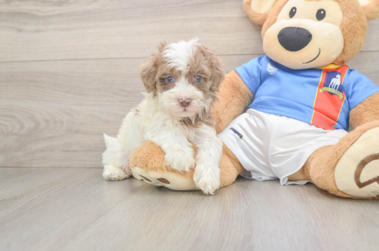 Havapoo Puppy for Adoption