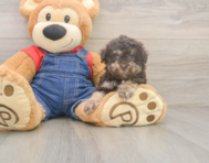 7 week old Havapoo Puppy For Sale - Premier Pups