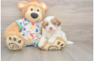 Petite Havapoo Poodle Mix Pup