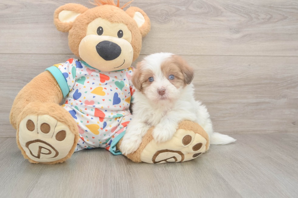 5 week old Havapoo Puppy For Sale - Premier Pups