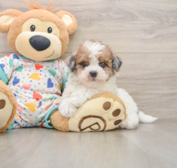 7 week old Havapoo Puppy For Sale - Premier Pups