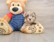 7 week old Havapoo Puppy For Sale - Premier Pups