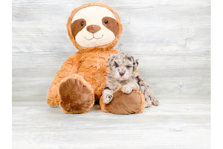 Havapoo Puppy for Adoption