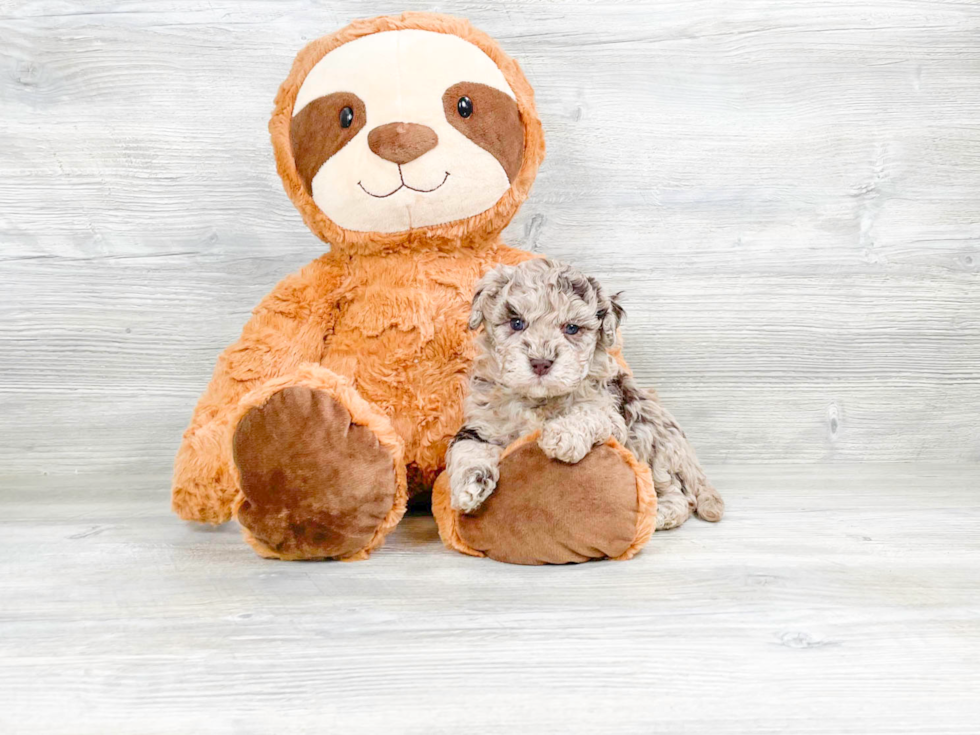 Havapoo Puppy for Adoption