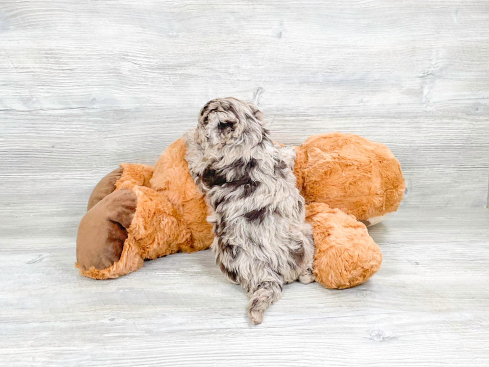 Havapoo Pup Being Cute