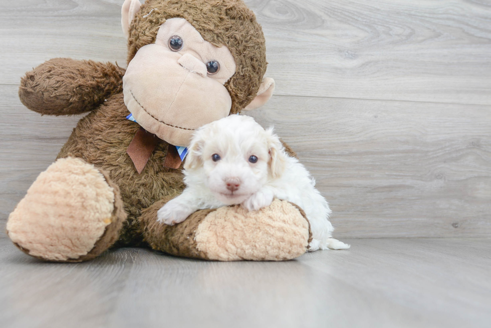 Funny Havapoo Poodle Mix Pup